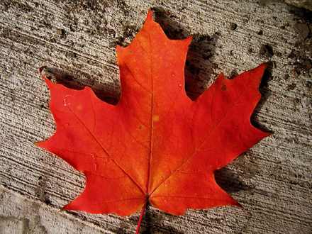 Maple Leaf by Spamily - Creative Commons Attribution-NonCommercial-NoDerivs (http://flickr.com/photos/spamily/55809530/)